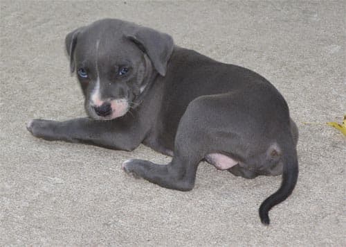 choosing-a-pit-bull-puppy