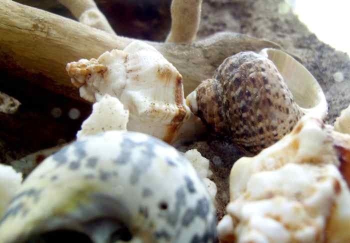 It is important to provide extra shells that are the proper size for your hermit crabs.