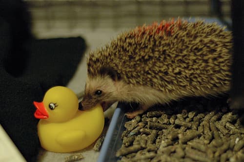 This hedgehog is playing with a duckie in its solid-bottomed wire cage. Learn more about appropriate enclosures for pet hedgehogs.
