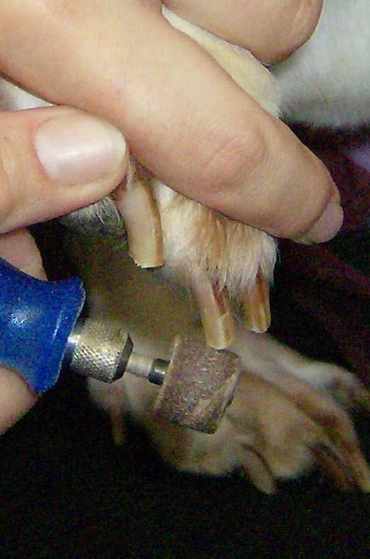 Lessons From a Groomer Nail Clipping, Ear Cleaning, and Baths PetHelpful