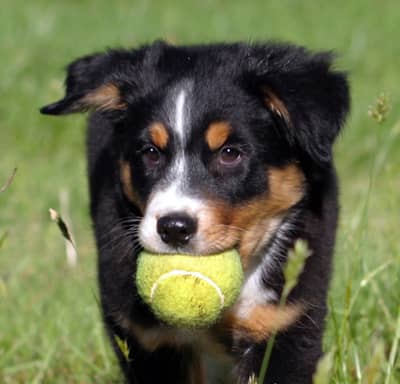 Delay "puppy shots" until the puppy is eight weeks old and longer when safe circumstances make it possible.