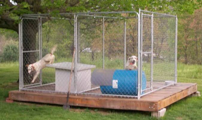 Соседняя собака бегает по приподнятой деревянной платформе, предназначенной для двух домашних животных.