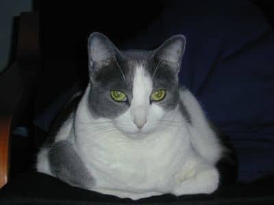 Update: Alas, Samhain's travelling days are over. She passed away at age 18 on May 31, 2014, still the queen of the roost.