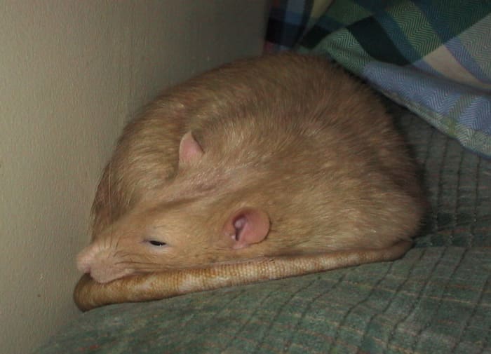 This rat looks to be cinnamon: an agouti rat with the recessive mink gene. The eyes appear to be black, so it cannot be fawn or amber.