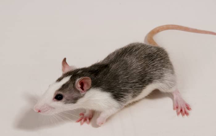 A very striking blazed husky rat. This husky rat is young so it has not yet lost its blaze, but the next picture in this hubt is probably the same rat at a later age!