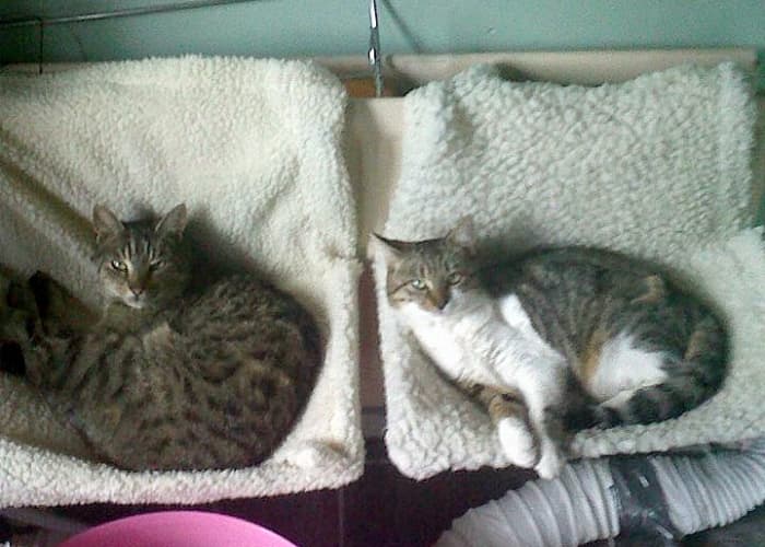 My FaceBook friend Elaine's two cats Mucker (The Tabby) and Tilly (The one with the white front) are cozy and warm on their fleecy radiator beds
