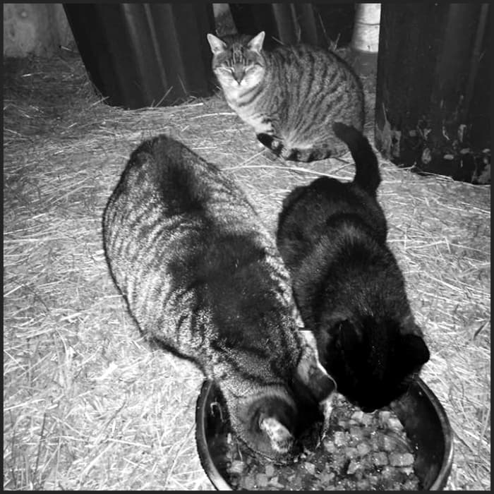 Heated Beds are now available for outdoor cats and can be positioned safely in any dry outbuilding.