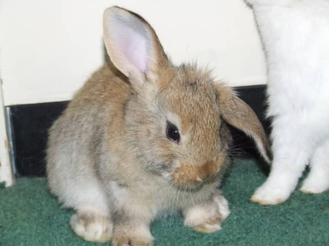 this-is-my-new-rabbit-tobias-he-has-one-ear-up-and-one-ear-down-r