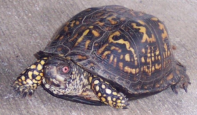 10+ Best Beginner Pet Turtles and Tortoises - PetHelpful