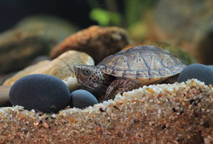 10+ Best Beginner Pet Turtles and Tortoises - PetHelpful