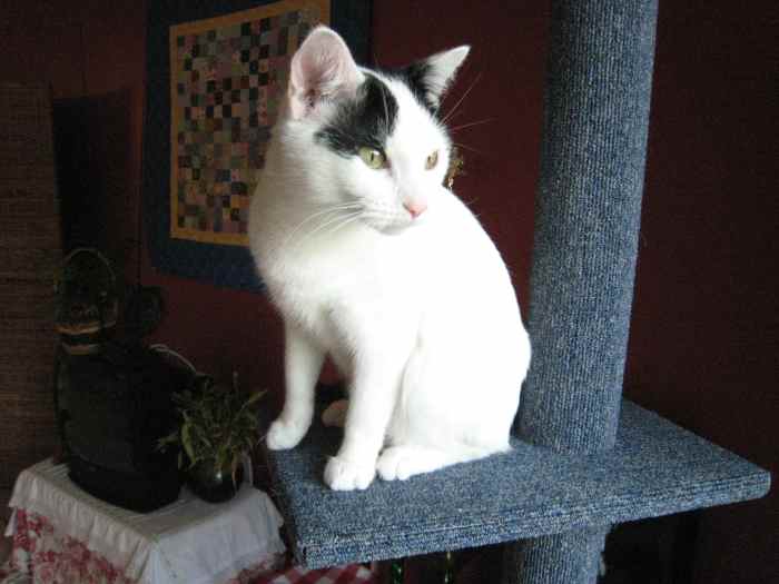 How to Train Your Cat to Use Wood Pellet Litter PetHelpful