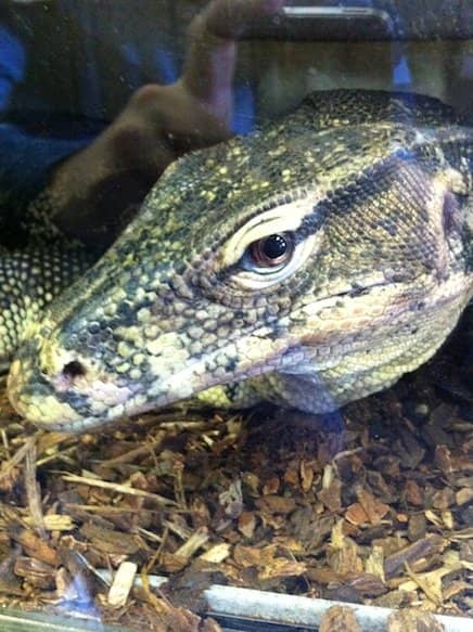 A picture I took of a giant Water monitor lizard (Varanus salvator) at a reptile shop in Lodi, California. See what I mean when I say he's looking back at you?