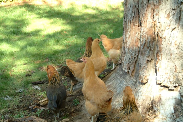 This is my flock. The 3 tan colored ones are Buff Orpingtons; the 3 dark tan are Ameraucanas. They're about 9 months old (March 2011).