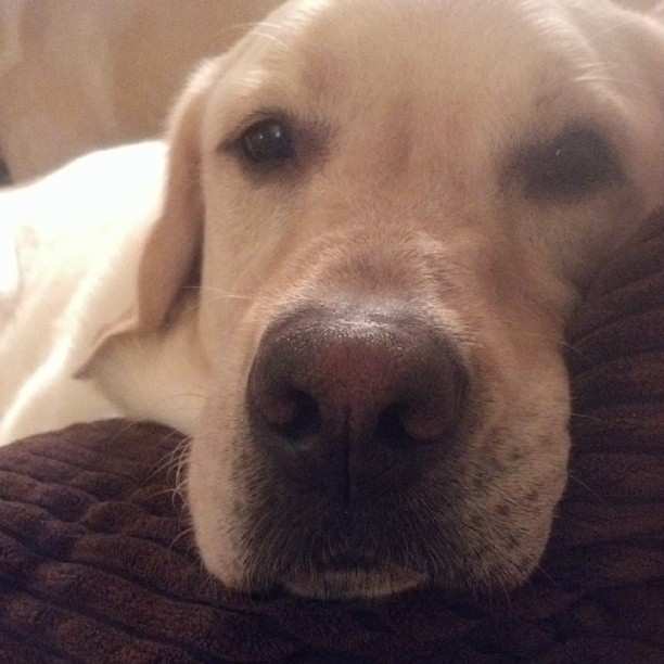 Dealing With a Dog's Ear Infection When You Can't See a Vet PetHelpful