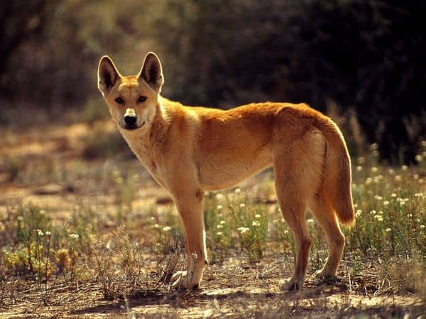Dingos (Canis lupus dingo) are descendants of early sub-domesticated dogs (closer to Canis lupus) brought to Australia by settlers.