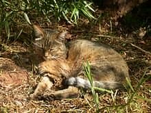 An African wild cat, not much different in appearance from its hugely popular domesticated derivatives.