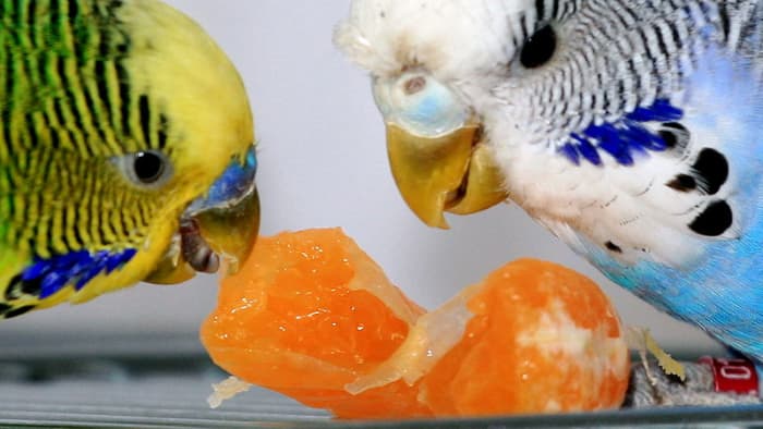 Two budgies enjoying a slice of tangerine