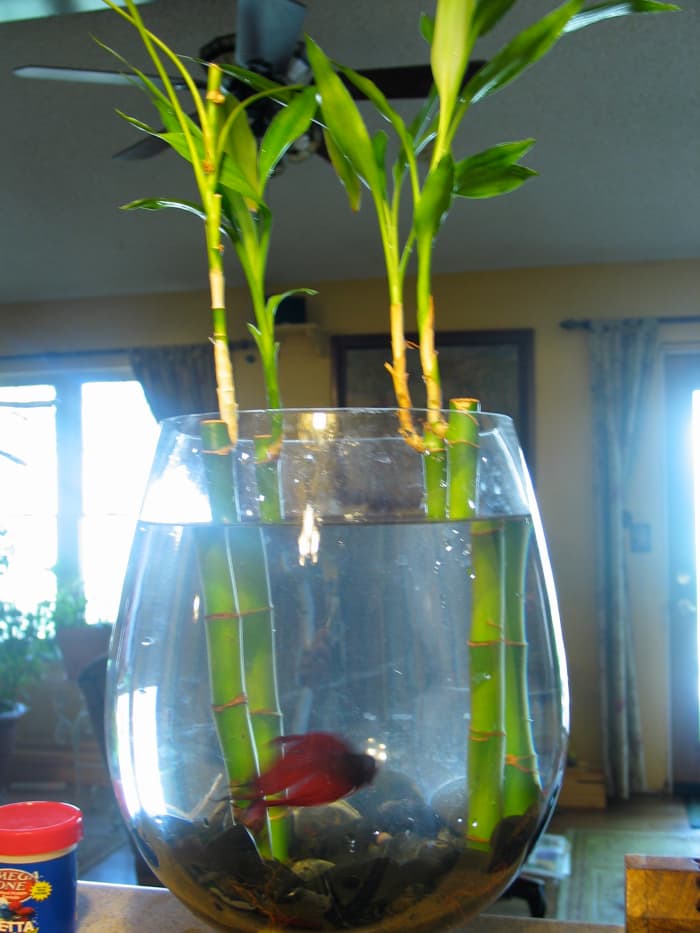 My betta in his tank with the bamboo.
