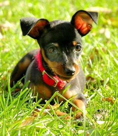 Dog Breed Facts and Information About the Miniature Pinscher - PetHelpful