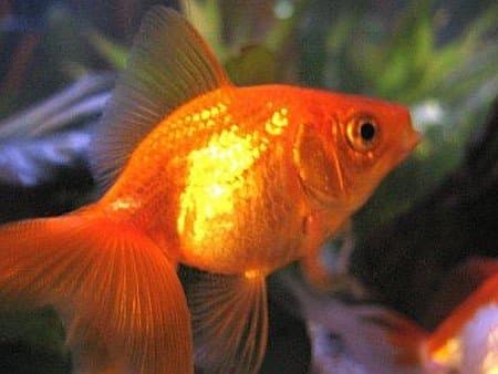 8 Fish to Avoid in Beginner Aquariums: Difficult Species - PetHelpful