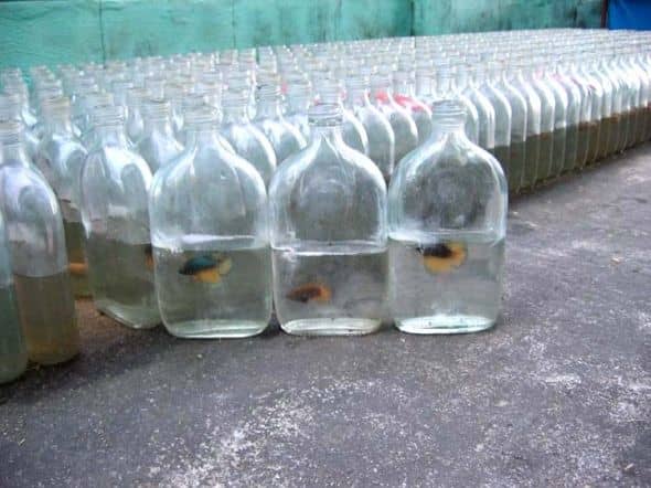 Betta Trivia: What do you think of this betta tank setup? Most betta breeders, especially those from Thailand, keep their bettas temporarily in small bottles until they are ready for shipping. This is not a sufficient setup for a fish long-term.