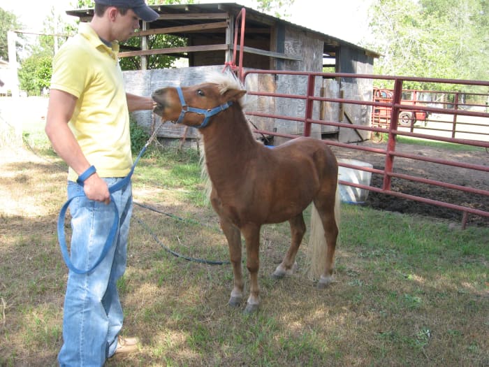 Snickers, our miniature horse. Miniature horses are small but built in proportion to themselves. They are slimmer than ponies.