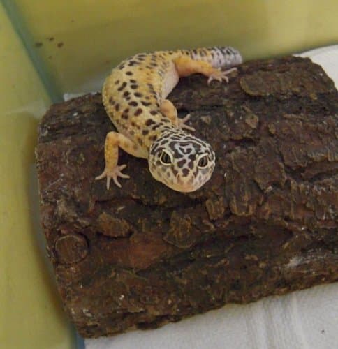 Леопардовые гекконы могут очень хорошо жить в пластиковой ванне, если собраны должным образом.