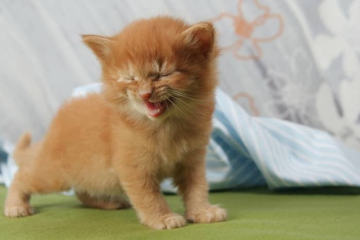 Did you know that when your cat meows at you, it is really just calling your attention to something?