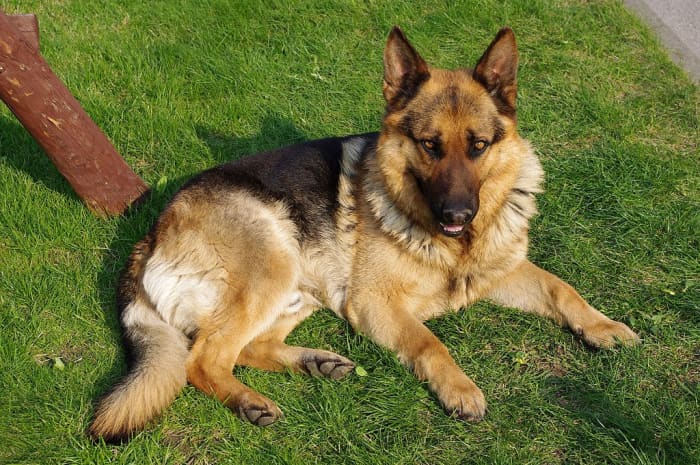 German Shepherds are at higher risk for pyoderma than some other breeds.