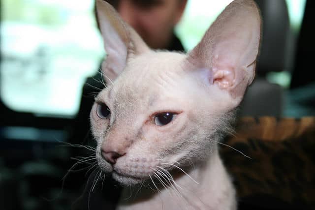 The Donskoy is also known as the Russian Hairless. It is often mistakenly considered to be related to the Canadian Sphynx, but it is not. Although hairless, the breed is actually classified as a shorthaired cat.