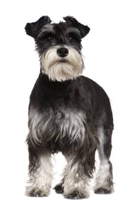 How to Enjoy Your Schnauzer and Eliminate Problems - PetHelpful