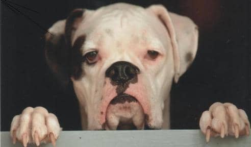 boxer dog breed white