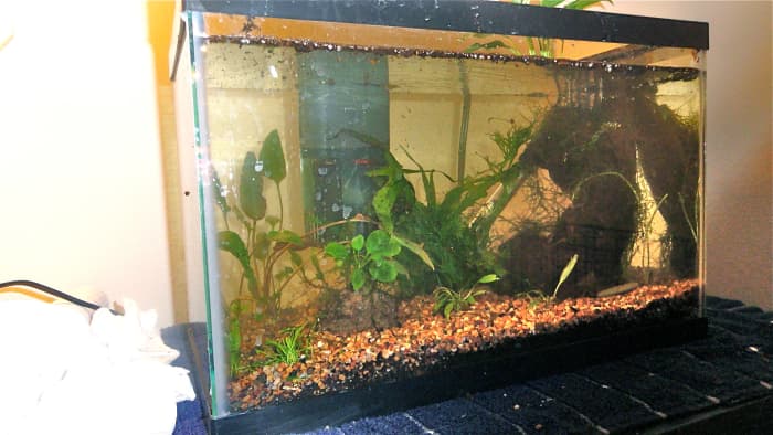 How I Made a Naturally Planted Betta Tank With the Walstad Method ...