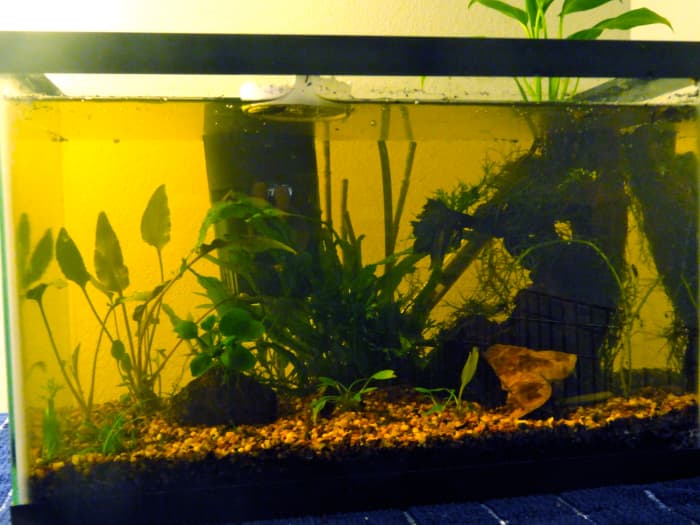 How I Made a Naturally Planted Betta Tank With the Walstad Method ...