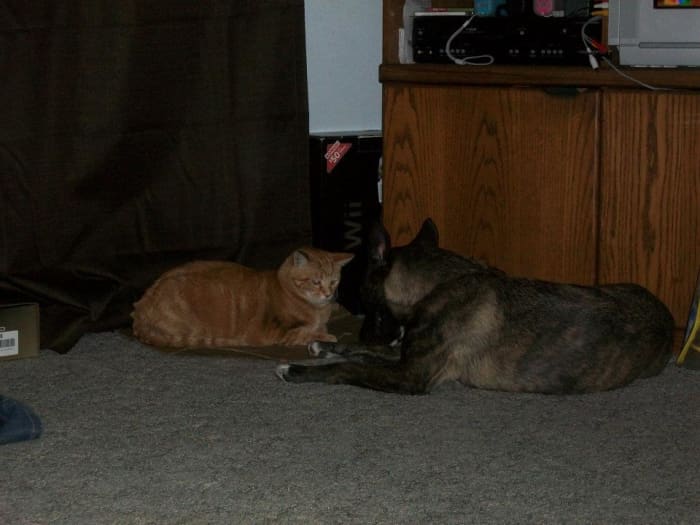 The cat we "adopted" from my sister's friend. They were going to take her to a shelter and we offered to keep her:)