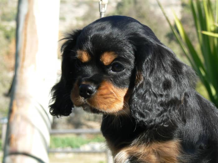 cavalier king charles spaniel soft toy black and tan