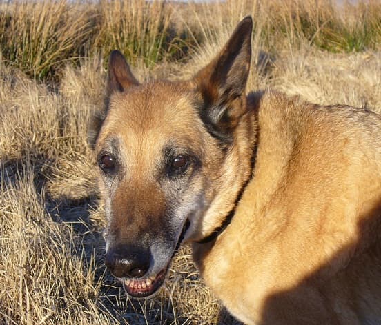 Nettle, a German Shepherd cross, whom I adopted from the RSPCA when he was six months old. We are still enjoying each other's company over 15 years later.
