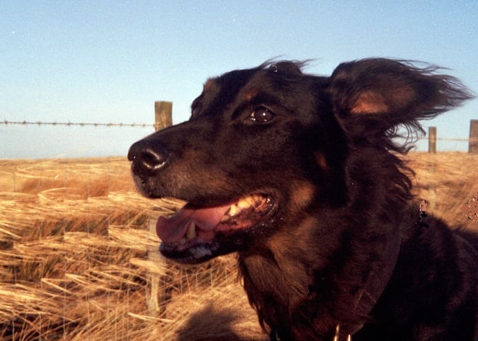 Rosa, a collie-spaniel cross whom I adopted from the RSPCA when she was 13. We enjoyed each other's company for three happy years.