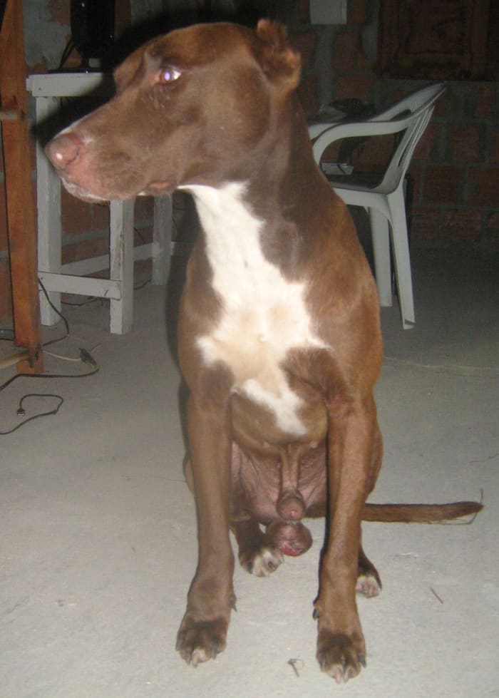 Tora had been exposed to asbestos; this photo was taken before he developed a swollen abdomen.
