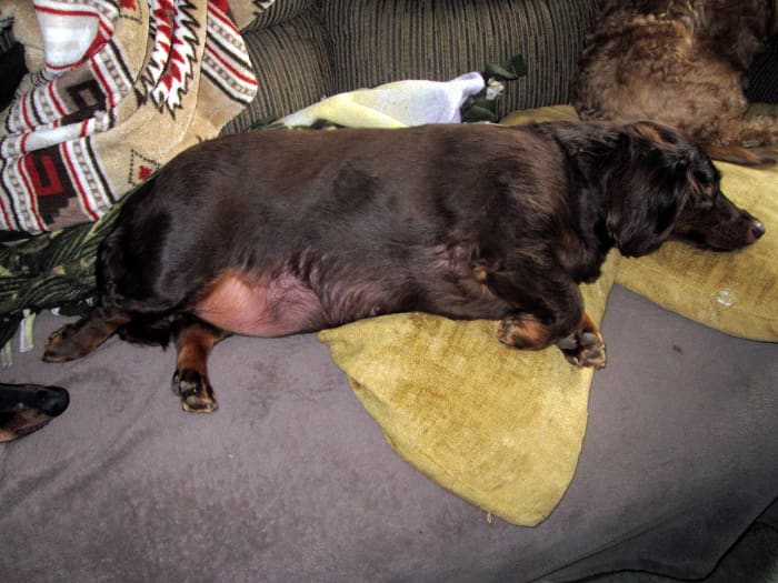A swollen abdomen can be caused by many diseases, including mesothelioma.