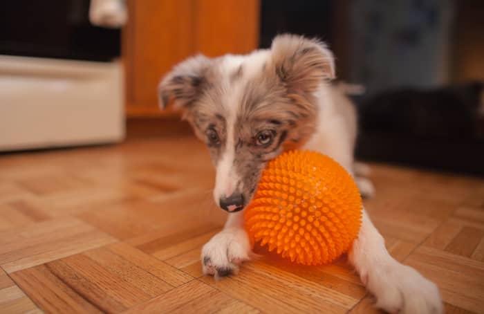 If your puppy hasn't had enough time to learn where things are in her apartment, she may forget to go potty there once she is let out. Make sure to give her sufficient time to succeed!