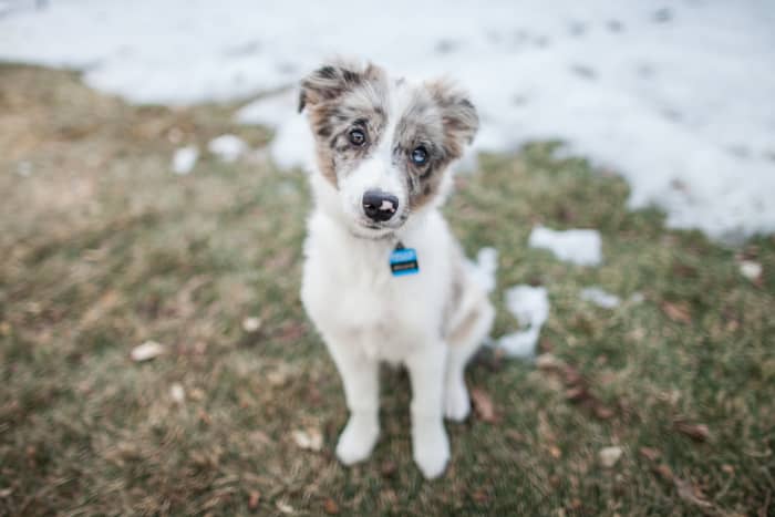 You won't always be able to let your puppy out to go pee or poo. A puppy apartment offers them a separate place to go, leaving their sleeping area clean.