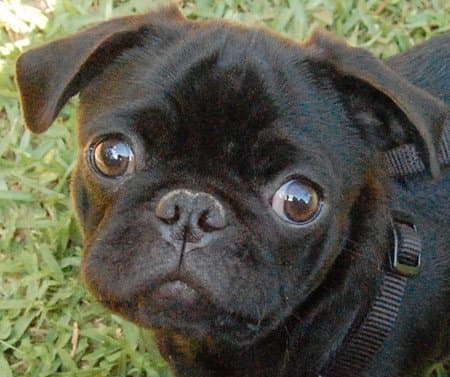 The energy level of a Pug can vary greatly.