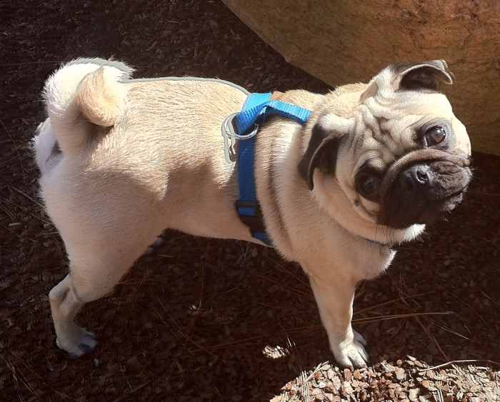 Why Pugs Are the Perfect Family Pet PetHelpful