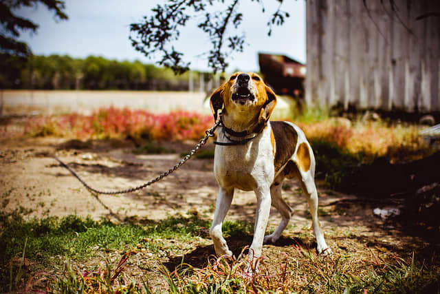 “Ghost barking" is said to be different than the normal barking directed at strangers, stray cats, etc.