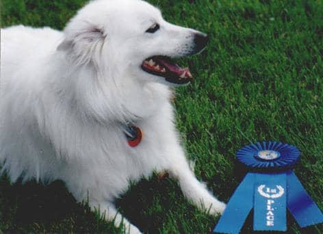Laika with her first blue ribbon earned in obedience competition.