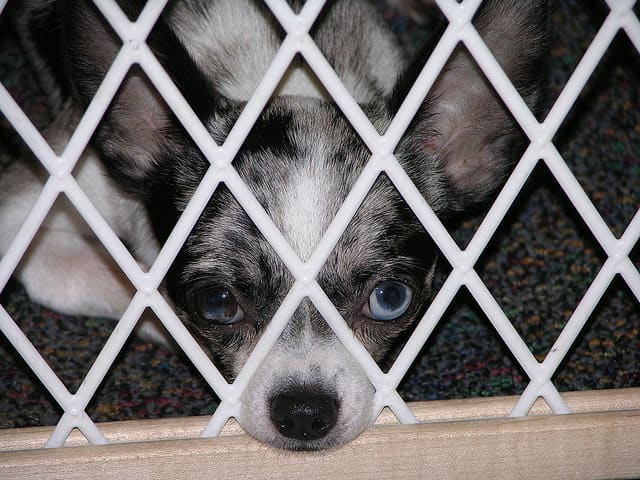 Most Chihuahuas are older by the time they are taken to the shelter but this little puppy was born deformed.