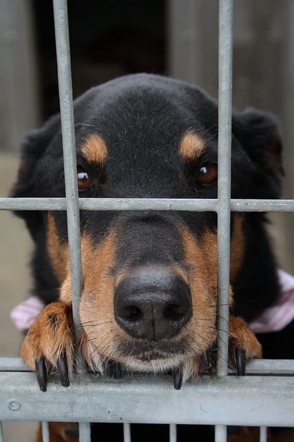 This dog suffers from Big Black dog syndrome and is unlikely to ever find a home.