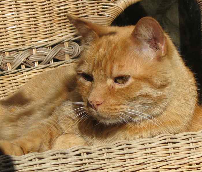 Top 100 Orange Cat Names PetHelpful