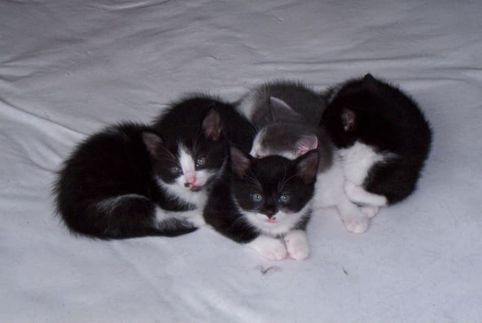 The FeLV vaccination is a two part series that is given to kittens at eight weeks old, and again three weeks later.